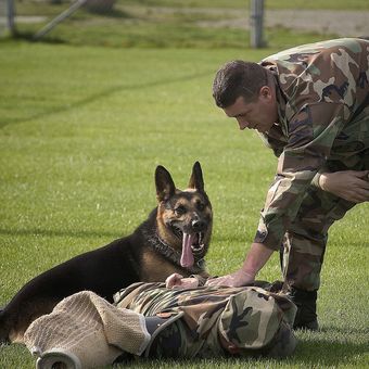 Ilustrasi anjing German Shepherd, yang banyak digunakan untuk membantu kerja militer. 