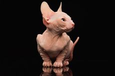 Apa Penyebab Kucing Sphynx Tidak Memiliki Bulu?