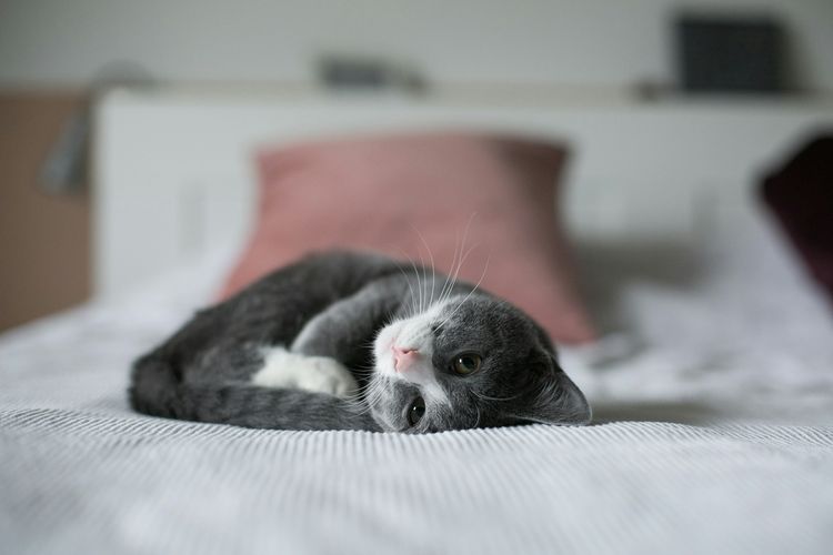Cara Mengobati Kucing Cacingan agar Cepat Pulih