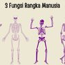 3 Fungsi Rangka Manusia