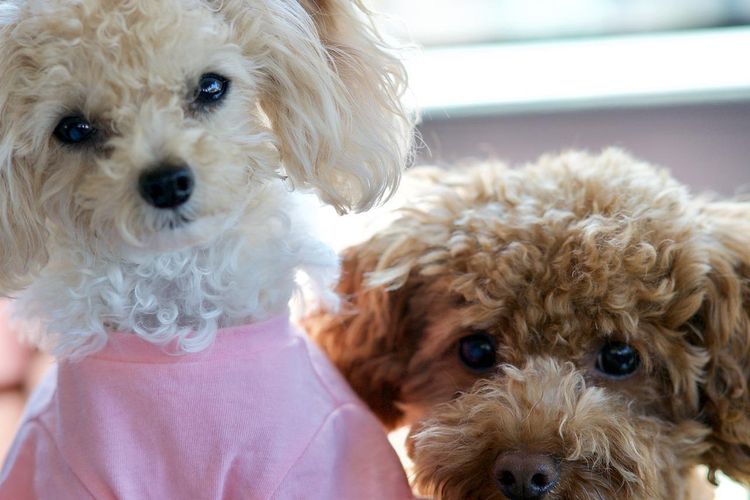 Ilustrasi ras anjing Toy Poodle. 