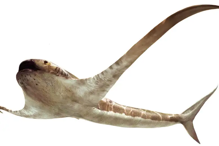 Ilustrasi Aquilolamna milarcae, hiu dengan bentuk fisik menyerupai pari manta.