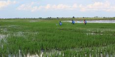 Kementan Klaim Food Estate Dibuat Sesuai Kajian dan Tepat Sasaran