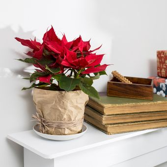 Tanaman poinsettia dari kertas yang bisa menjadi dekorasi Natal