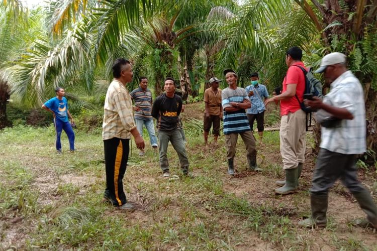 foto Dokumentasi BKSDA, lima ekor sapi dimangsa harimau Sumatera