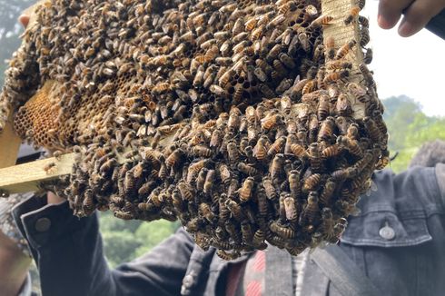 6 Tips Menuju Bojongmurni Bogor untuk Wisata Panen Lebah Madu