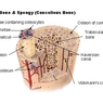Jaringan Tulang Keras: Pengertian, Struktur, dan Fungsinya
