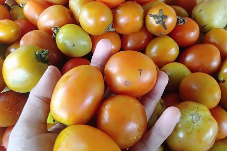 Tomat di pasar tradisional Sumbawa mengalami kenaikan sangat signifikan pada awal Ramadhan 2024. Harga tomat naik 100 persen berdasarkan pantauan di pasar pada Kamis (14/3/2024).