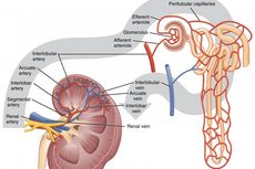 Bagian-bagian Ginjal dari yang Terluar hingga Terdalam