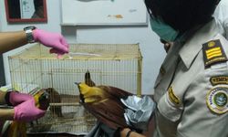 Penyelundupan Burung Cendrawasih Digagalkan di Bandara Kualanamu