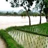 Pendangkalan Sungai Picu Banjir di Cianjur