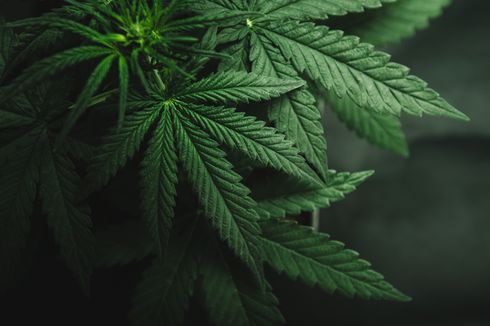 BNN: Indonesia Tidak Pernah Gunakan Ganja untuk Medis