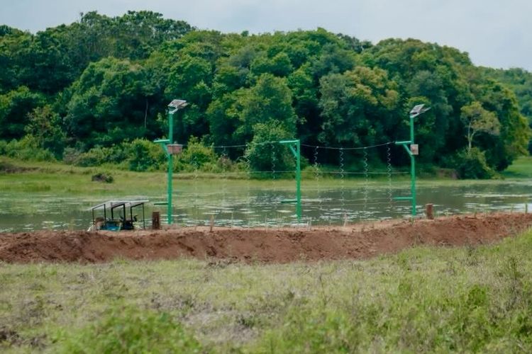 Pagar 138 Km Dibangun di Way Kambas, Atasi Konflik Gajah-Manusia yang Terjadi Sejak 1983