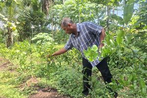 Sulap Lahan Mati Jadi Kebun Produktif, Warga Kemanukan Purworejo Petik Hasilnya