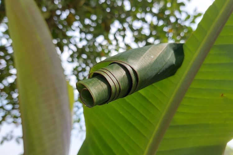Daun pisang yang terserang ulat penggulung daun