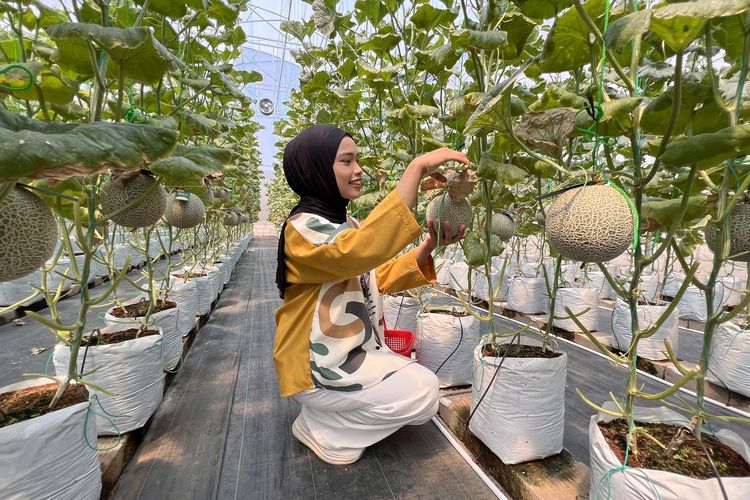 Memetik buah melon di Kebun Melon Akaruku, Cisauk.