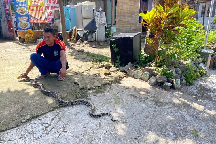 TANGKAP—Petugas Damkar Pemkab Ponorogo menunjukkan ular sanca sepanjang tiga meter yang ditangkap di Kelurahan Kaniten, Kecamatan Ponorogo, Kabupaten Ponorogo, Jawa Timur, Senin (20/2/2023)