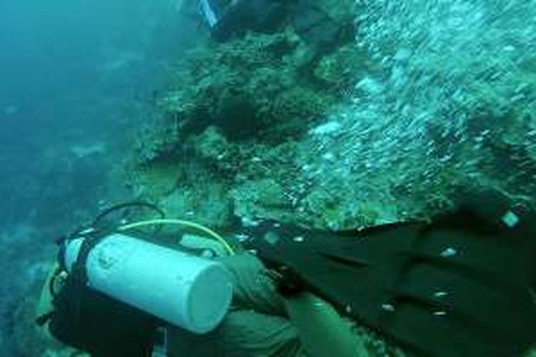 Pegiat komunitas Wakatobi Professional Diver Association, Akas Hamid, Senin (19/9/2016), menunjukkan panorama bawah laut di sekitar Sombu, Pulau Wangiwangi, Kabupaten Wakatobi, Sulawesi Tenggara.