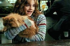 Apa Nama Kucing Milik Hermione dalam Harry Potter?
