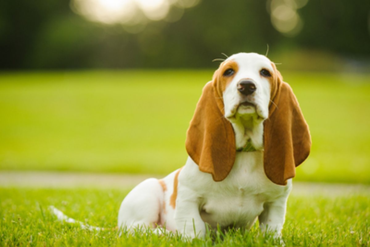 Ilustrasi anjing basset hound