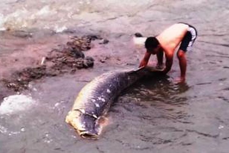 Seorang warga coba memindahkan ikan raksasa Arapaima gigas yang terdampar di aliran Sungai Ciliwung, Kota Bogor, Minggu (29/11/2015). 