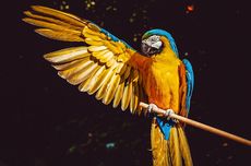 3 Jenis Burung Macaw Hibrida yang Paling Populer, Warnanya Lebih Indah