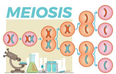 Ilustrasi tahapan pembelahan sel, pembelahan meiosis.