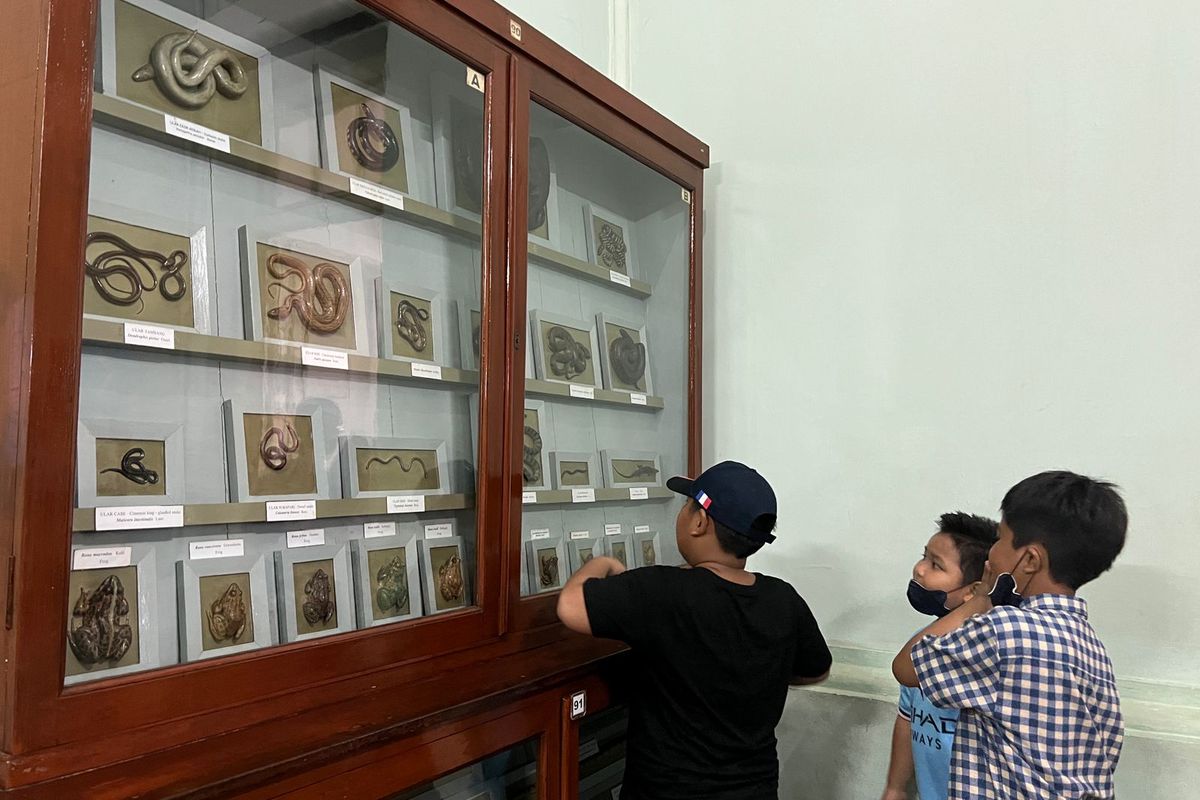 Suasana di dalam Museum Zoologi Bogor yang ramai oleh anak-anak, Sabtu (4/2/2023). 