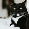 7 Cara Mengatasi Ketombe pada Bulu Kucing