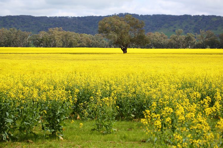 Padang bunga berwarna kuning mekar di musim semi di Australia