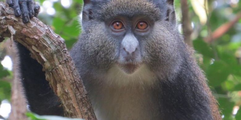Ngentot Sama Monyet - Maniak Seks, Monyet Tanzania Berhubungan dengan Spesies Berbeda