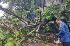 Hujan Deras Disertai Angin Kencang, Sejumlah Pohon Tumbang di Jaksel