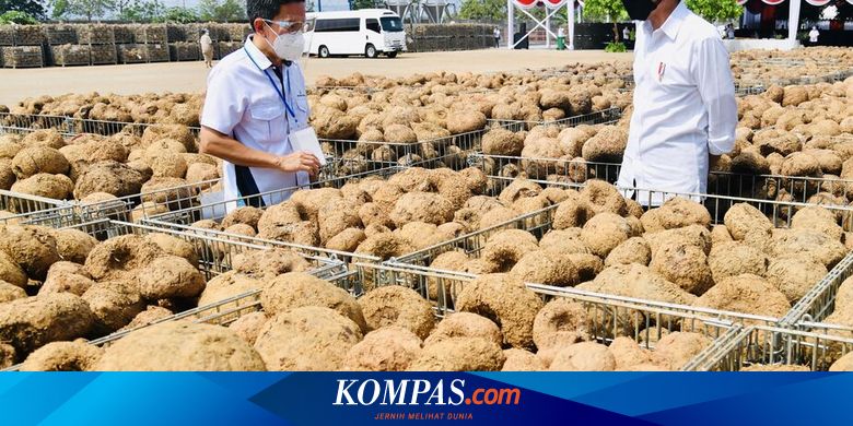 Porang Jadi Prioritas Unggulan Pertanian Nasional, Bupati Madiun: Semua Petaninya Dibantu agar Mandiri - Vimarsana News