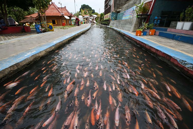 Saluran irigasi di Kampung Mrican, Giwangan, Umbulharjo, Kota Yogyakarta yang dahulu dipenuhi sampah kini disulap menjadi tempat budi daya ikan, Kamis (22/10/2020).