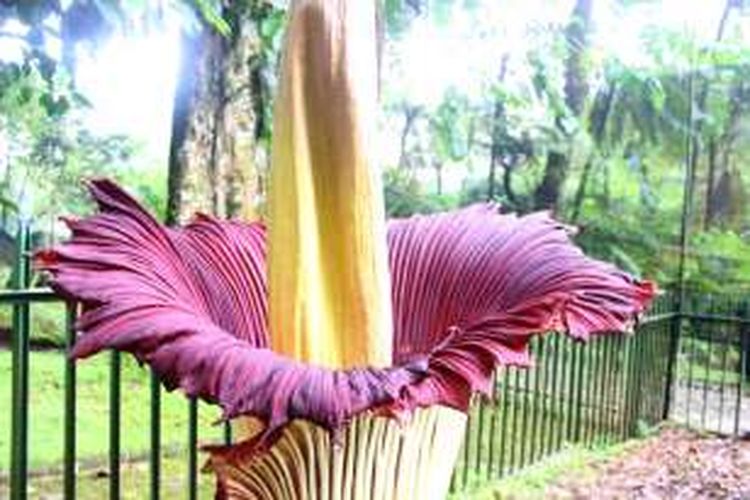 Keindahan mekarnya Bunga Bangkai atau Amorphpphallus Titanum di Kebun Raya Cibodas, Sabtu (20/2/2016).