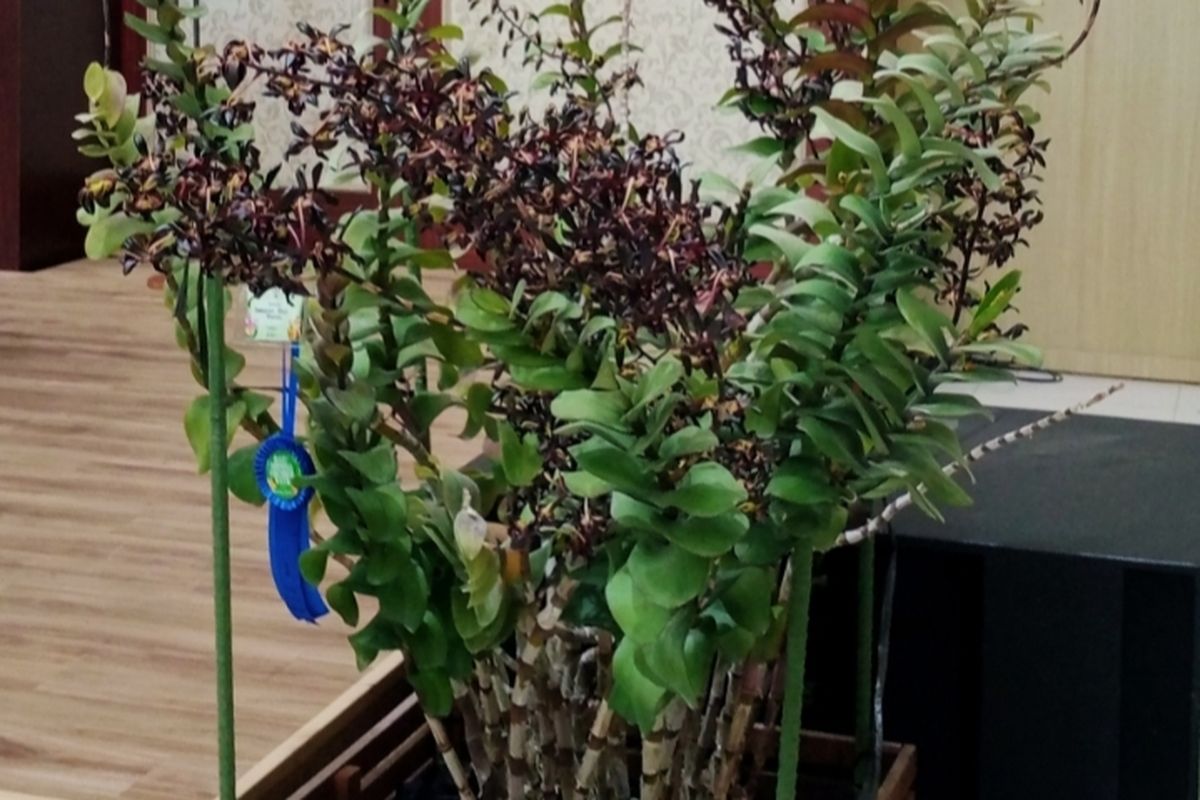 Anggrek "Black Mamba" Laku Ratusan Juta Di BSOW 2025