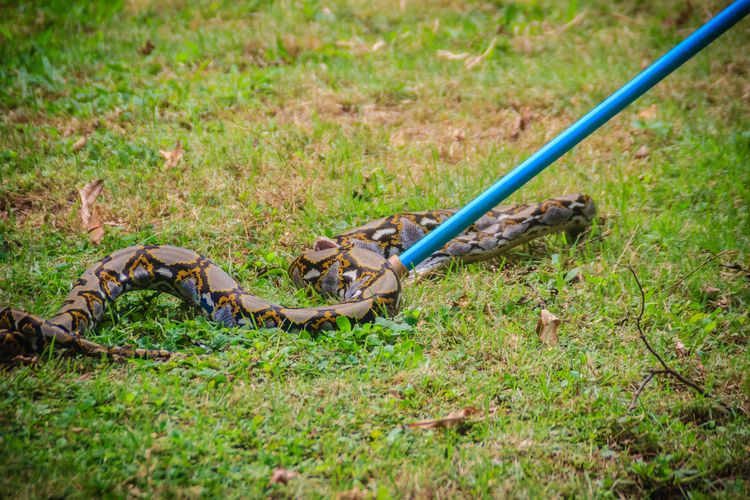 Ilustrasi penanganan ular dengan menggunakan tongkat.