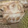 Tak Hanya Viral Duren Tewel, Pembeli di Area Masjid Cheng Ho Juga Unggah Video Durian Busuk