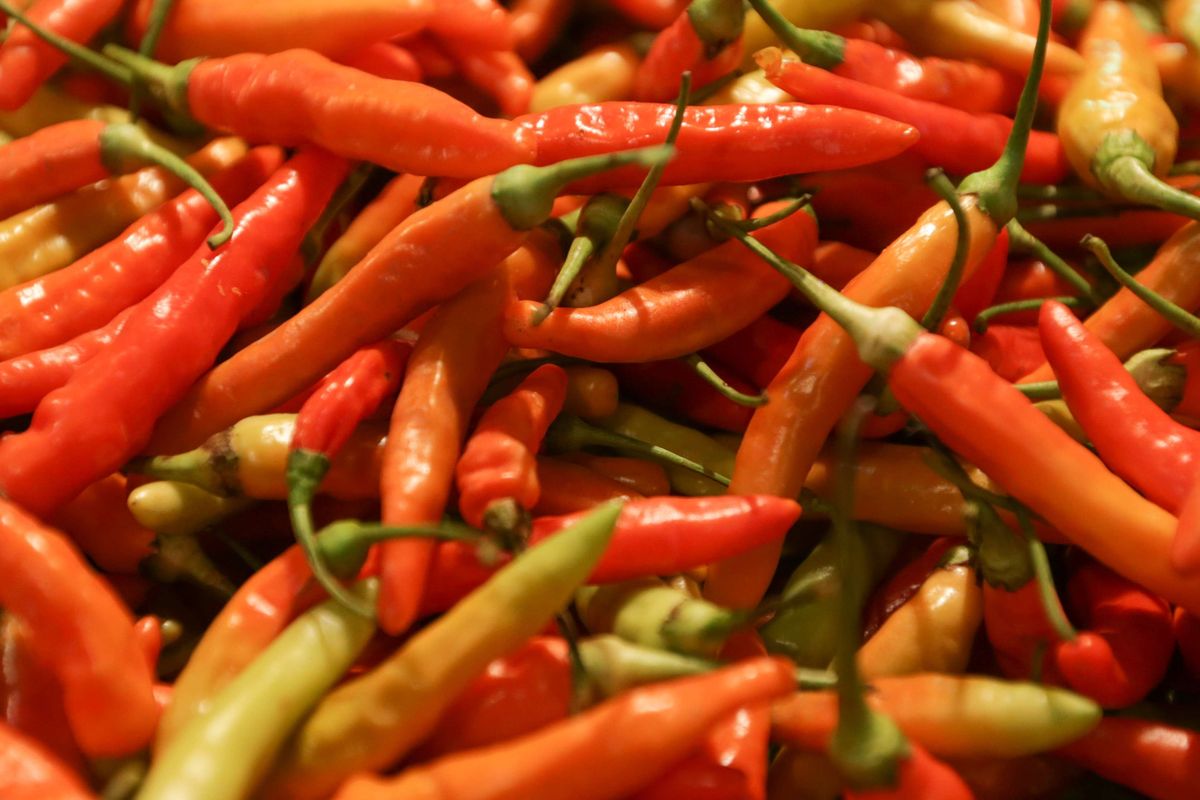 Foto stok: Cabai rawit merah.