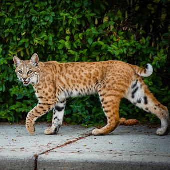 Ilustrasi kucing bobcat berkeliaran di jalanan.