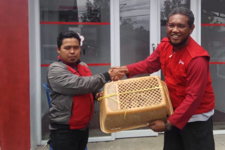 Prosesi penyerahan sukarela seekor kukang dari seorang warga, Guruh (kiri) kepada Humas PMI Ahmad Fikri di PMI Kabupaten Sukabumi, Jawa Barat, Sabtu (2/3/2019) 