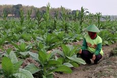 Ada RPP Kesehatan, Petani Tembakau Minta Capres Terpilih Nanti Peduli akan Nasib Mereka