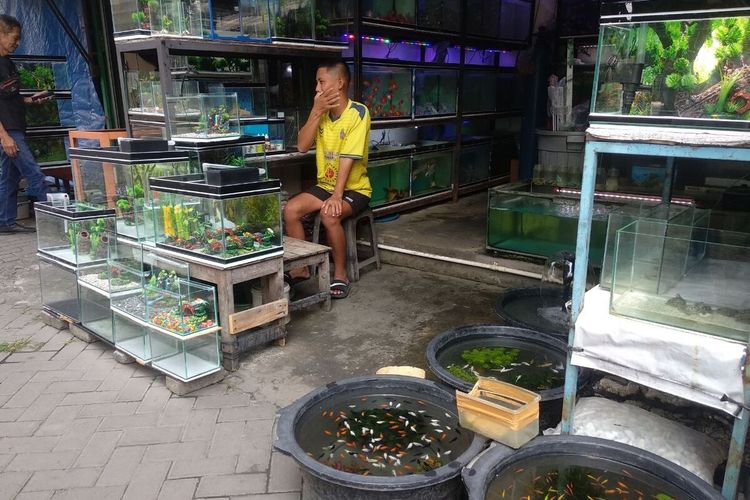 Listrik Sering Padam, Pedagang Ikan Hias di Pasar Pasty Yogyakarta Boros Oksigen dan BBM