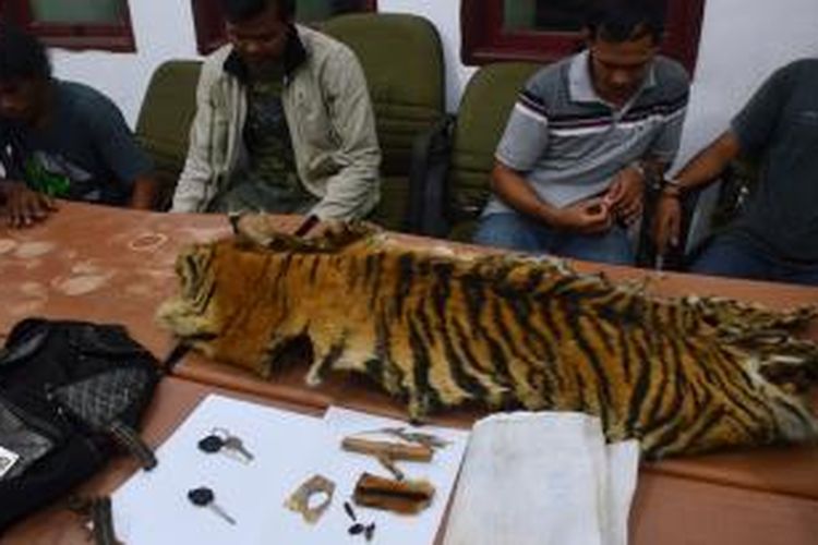 Empat pelaku perdagangan kulit harimau dengan tangan di borgol di ringkus bersama barang bukti kulit harimau yang akan mereka jual seharga Rp 30 juta