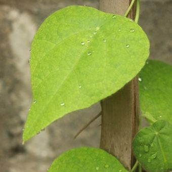 Ilustrasi tanaman daun cincau