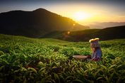 Pohon Teh Digergaji Demi Kebun Sayur, KDM Warning Kiamat Ekologis 
