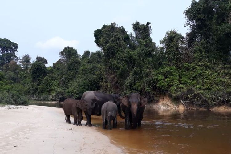 Sekelompok gajah sumatera menikmati air di tepian sungai dalam kawasan Tesso Nilo, habitat penting yang kini kian terhimpit oleh pembukaan lahan.