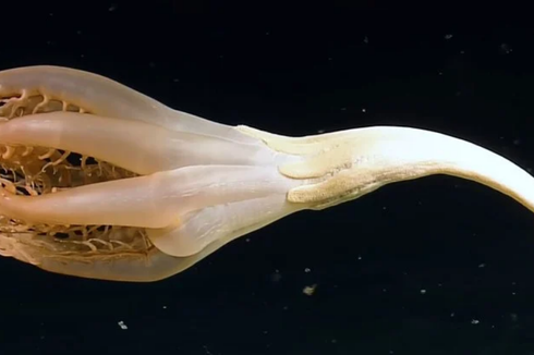 Makhluk Aneh Mirip Bunga Bertentakel Berkeliaran di Kedalaman Laut Pasifik, Apa Itu?