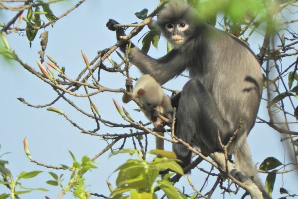 Lutung Popa, spesies baru monyet asal Myanmar hadapi kepunahan. Hewan ini memiliki ciri unik dengan lingkaran putih di sekitar mata.
