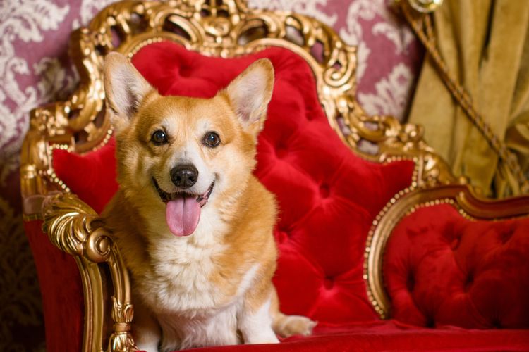 Ilustrasi anjing Corgi. Anjing Corgi adalah anjing kesayangan Ratu Elizabeth II. 